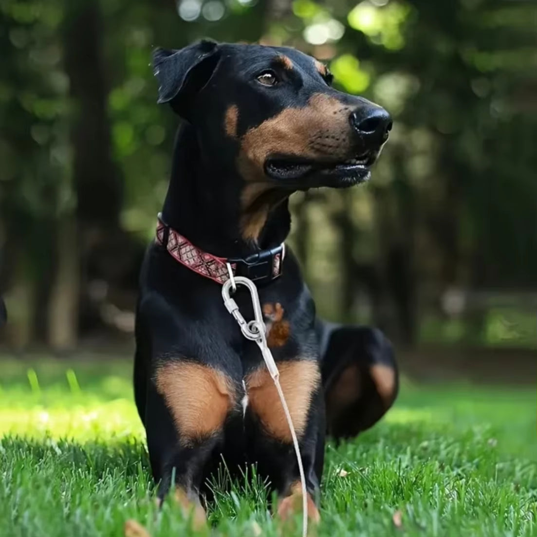 Double-Headed Dog Tie-Out Cable Leash with Metal Buckle, Rust-Resistant Steel Wire Training Collar for Outdoor Use