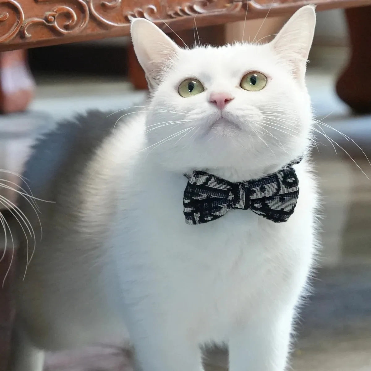 Pet Accessories: Detachable Collar Series for Cats and Dogs, Including Collars, Guides, and Leashes for Kittens and Pets