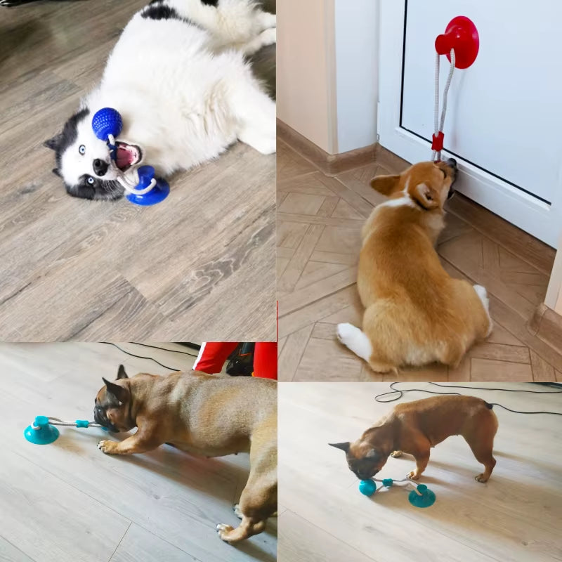 Interactive Suction Cup TPR Ball Dog Toys with Elastic Ropes for Dental Chewing and Cleaning
